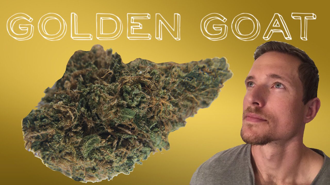 Golden Goat: Ajoya, Louisville