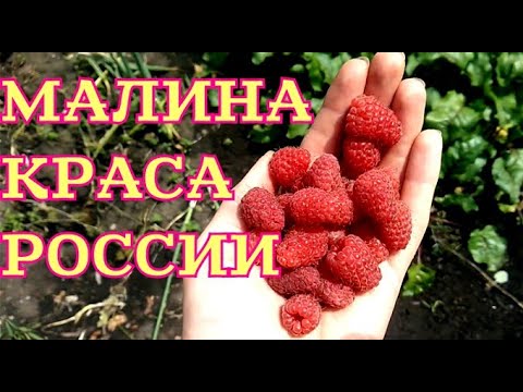 Видео: Малина Краса Русия: описание и характеристики на сорта, предимства и недостатъци, функции за засаждане и грижи + снимки и отзиви