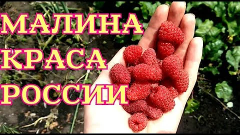 Малина Краса России. Ягоды на побегах первого года.