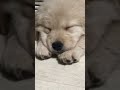 ゴールデンレトリバーの子犬の寝顔