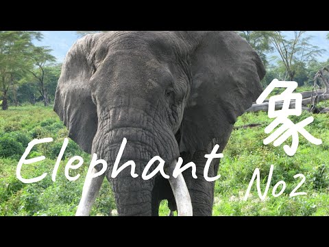 🐘　象　Elephant　No.2  ~ Country music~