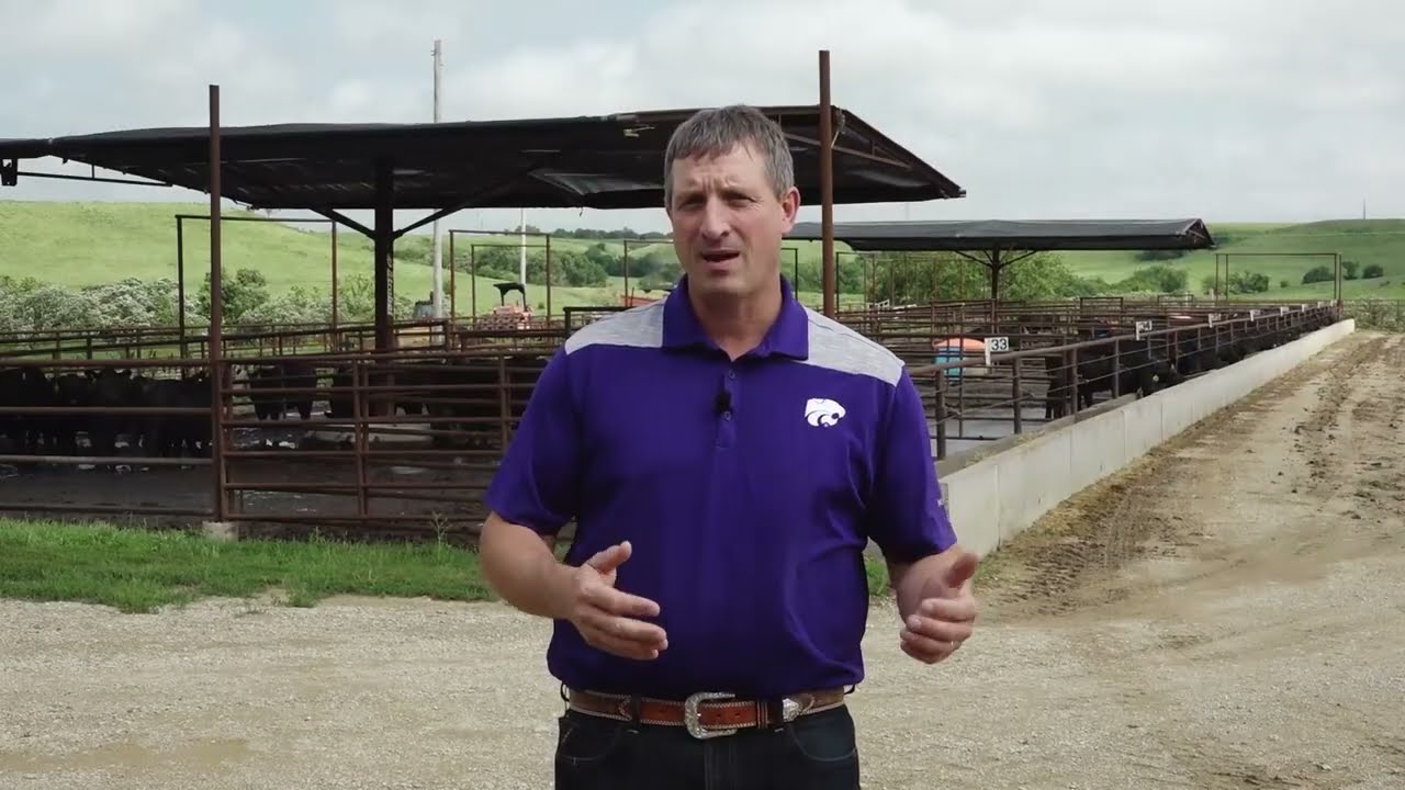 Keeping Cattle Areas Clean