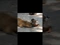 Capybara and its duck friend