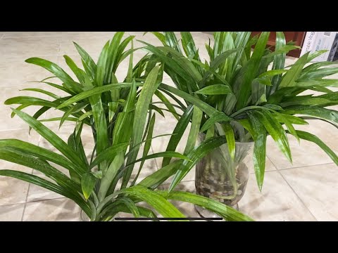 Video $28 mua được 20 cây lá dứa và cách trồng lá dứa vào... - youtube