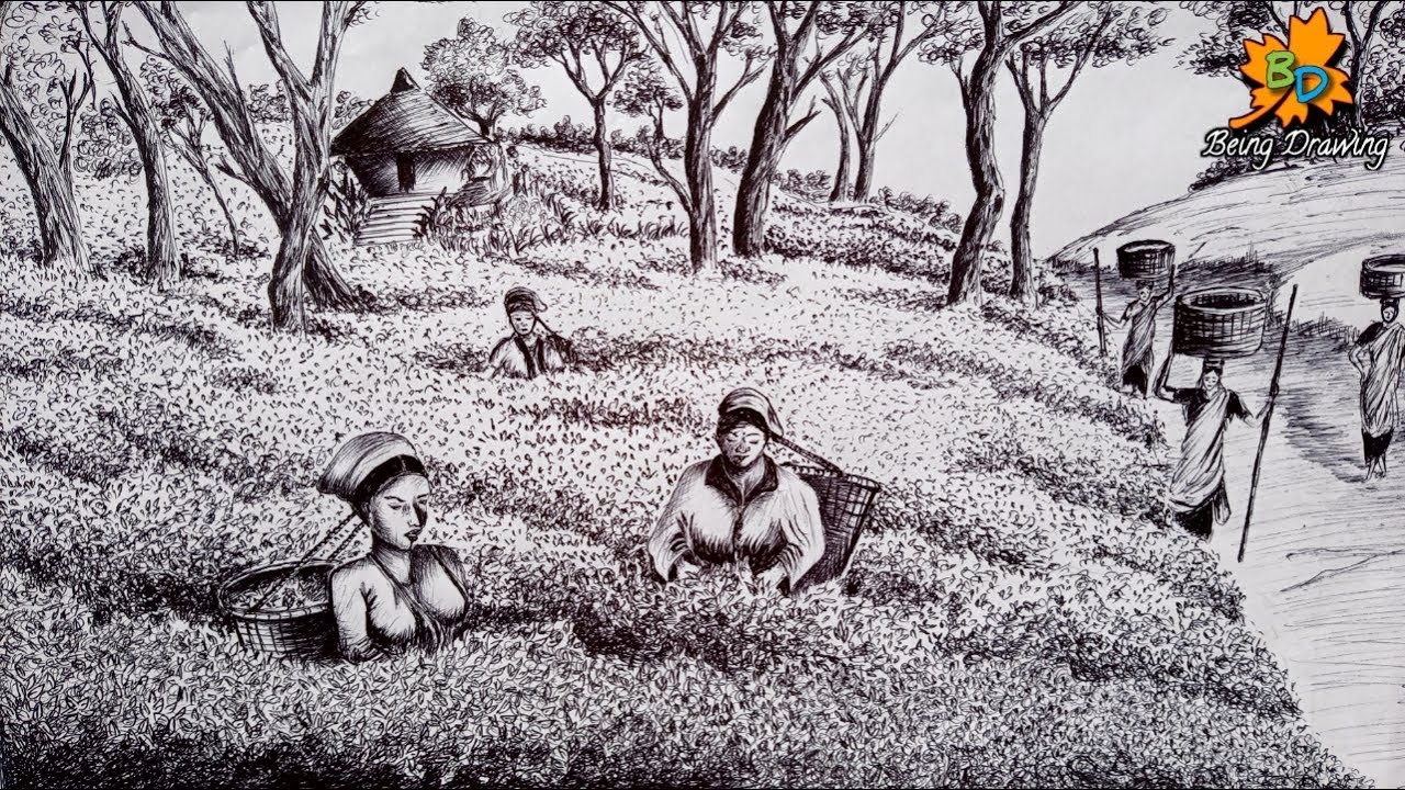 How to draw scenery of tea garden pen sketch by Being Drawing YouTube