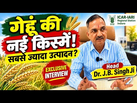 गेहूं की नई Varieties 2026 🔥 सबसे ज्यादा पैदावार वाली किस्में | IARI Head से खास बातचीत