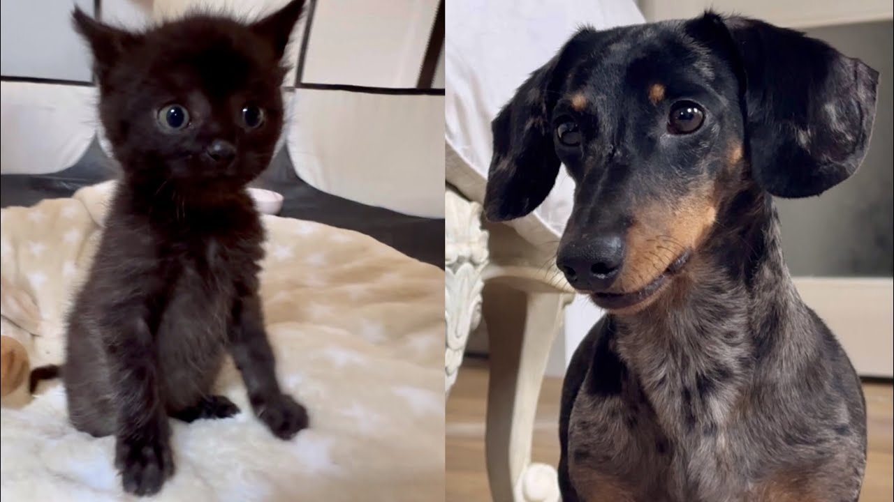 MINI DACHSHUND MEETS TINY KITTEN CAN THEY GET ALONG ? YouTube