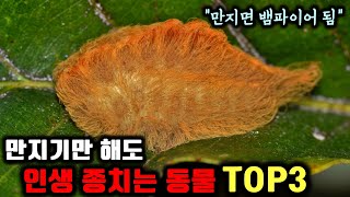 갖가지 이유로 만지기만 해도 인생 종치는 동식물들