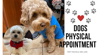 DOGS PHYSICAL APPOINTMENT - COCKAPOO AND SHICHON DOGS by Meet Pocholo and Luna - OUR TEDDY BEAR DOGS 168 views 2 years ago 4 minutes, 53 seconds