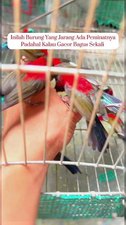 Suara SEPAH Raja Gacor #burung #kicauburunglovebird #kicaumania #lovebirdkicau #muraibatu #birds