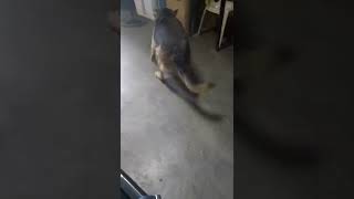 germanshepherd loves to play stone shorts germanshepherd animallover