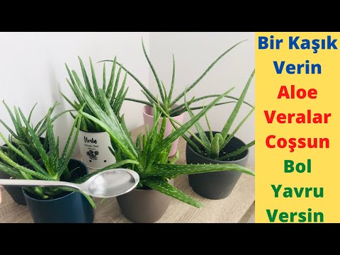 Bunu Verin Aloe Veralarınız Coşsun Bol Bol Yavru Versin/ Aloe Vera Bakımı / Aloe Vera Sulama / Aloe