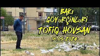 Bakı Göyərçinləri , Tofiq Hövsan 16.05.2024 Описание ниже 👇 @azerbaycangoyercinleri5197