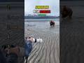 INSANE CLOSE BEAR MOMENTS😱