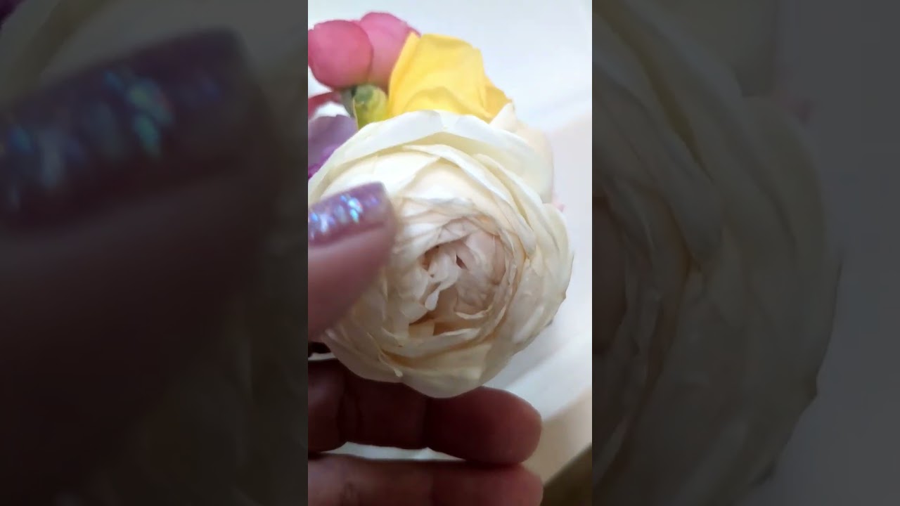 Ottoさんバラ売り Today's roses, rose seedlings, lucky bag, #unboxing #Delbard