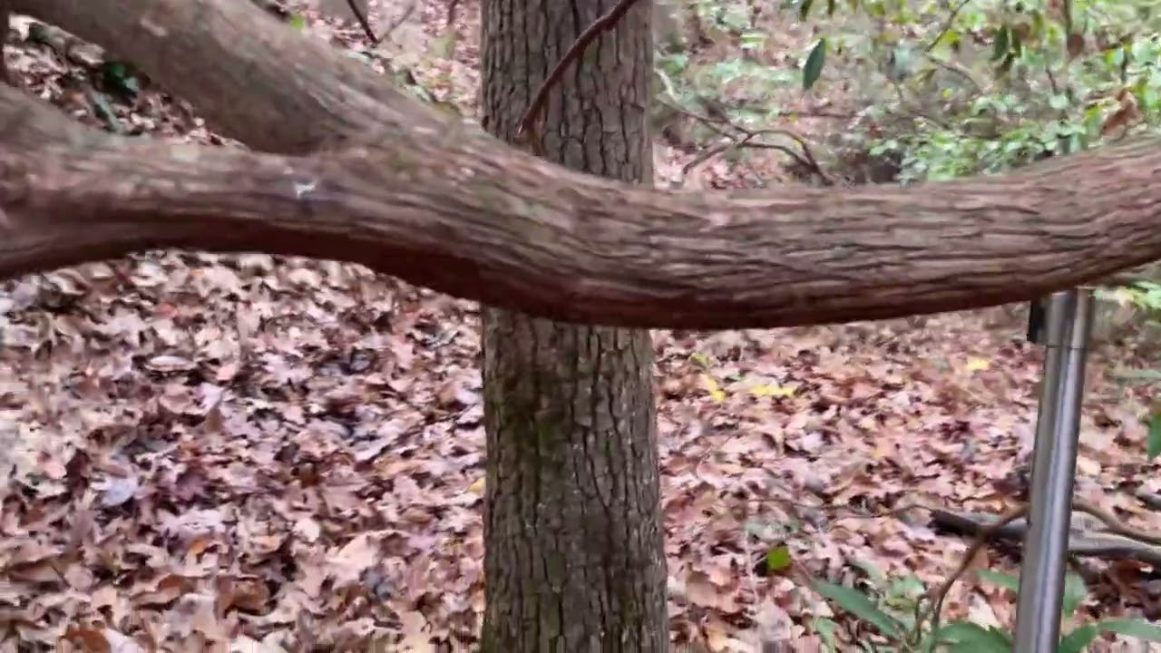 November 19, 2023 Tua Nas, squirrel hunting in Georgia parts 2