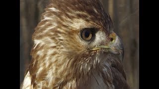 Using Hawks to Hunt Rabbit and Squirrel