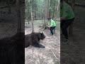 The Bear Man #shorts #bears