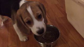 10 week old beagle puppy loves his dinner