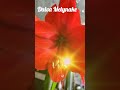 Žiedas #reels #nature #coldseason #flowers #shortvideos #garden #tree #spring #travel #love