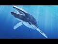 Diving with Blue Whales | Sri Lanka