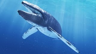 Diving with Blue Whales | Sri Lanka