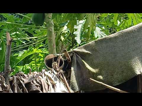 Mistakes Killing Your Flower Plants Without You Knowing