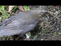 Female Blackbird Gathering Human Made Nesting Materials | Christchurch, New Zealand