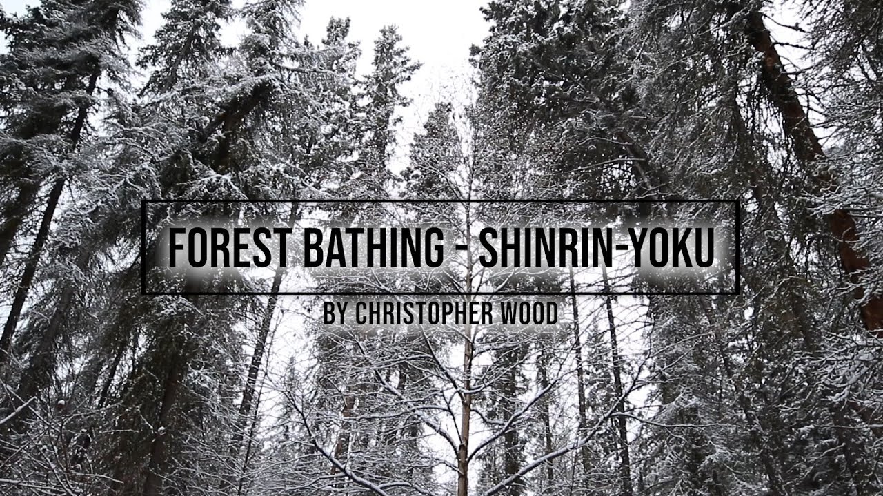 what-is-forest-bathing-shinrin-yoku-youtube