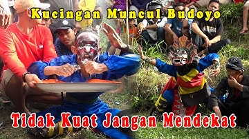 Tari Kucingan | Muncul Budoyo Beran Lor