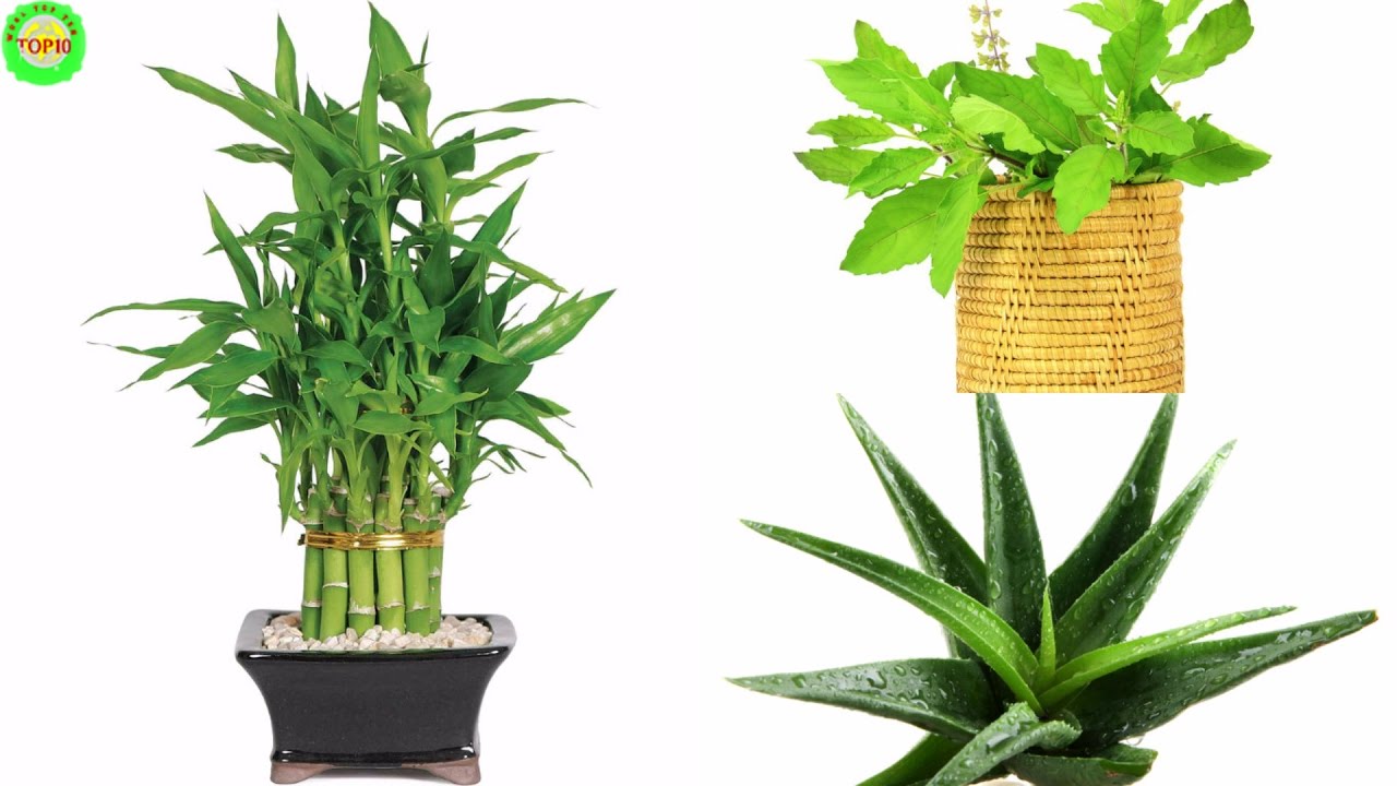 10 Plants that Attract Positive Energy