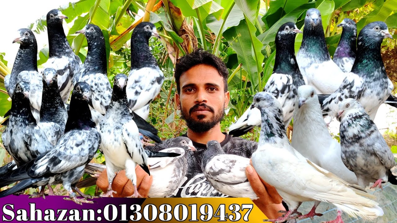 পাকিস্তানি হাই ফ্লায়িং কবুতর বিক্রয় হইবে।। Pakistani pigeon price in Bangladesh।।Teddy pigeon sale