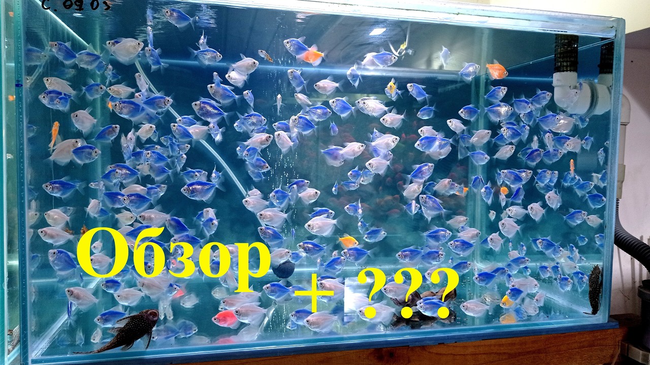 Обзор рыбок на разводне Ответы на вопросы Кормление аквариумных рыб