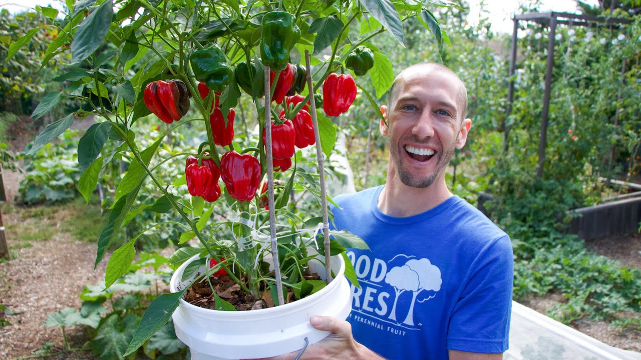 How to Plant and Grow Bell Peppers
