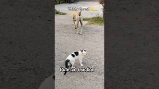 cute cat reaction 😳#funnycatvideo #comedy #cute #ytviralshort #trending #shortsfeed