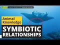 Understanding Symbiotic Relationships