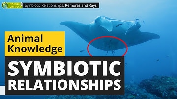 Symbiotic Animal Relationships - Animals for Kids - Educational Video