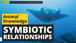 Symbiotic Animal Relationships  Animals for Kids  Educational Video