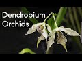 Dendrobium Orchid Varieties