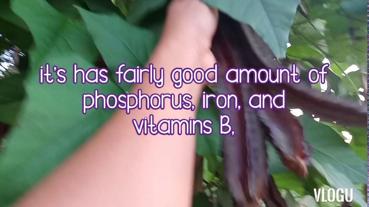 What is the winged beans and healthy benefits YouTube