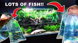 HUGE 4ft AXOLOTL AQUA TERRARIUM: Adding LOTS Of Fish // PLANTED AQUARIUM & PALUDARIUM