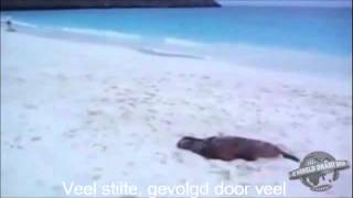 Zeehond Imiteert Wilders
Zeehond Imiteert Wilders Zeehond Imiteert Wilders