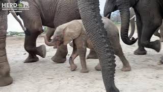 The Jabulani Elephant Herd pick up the scent of wild elephants