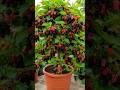 How to Propagate Mulberry Plant from Cuttings | Easy Growing Method #Shorts