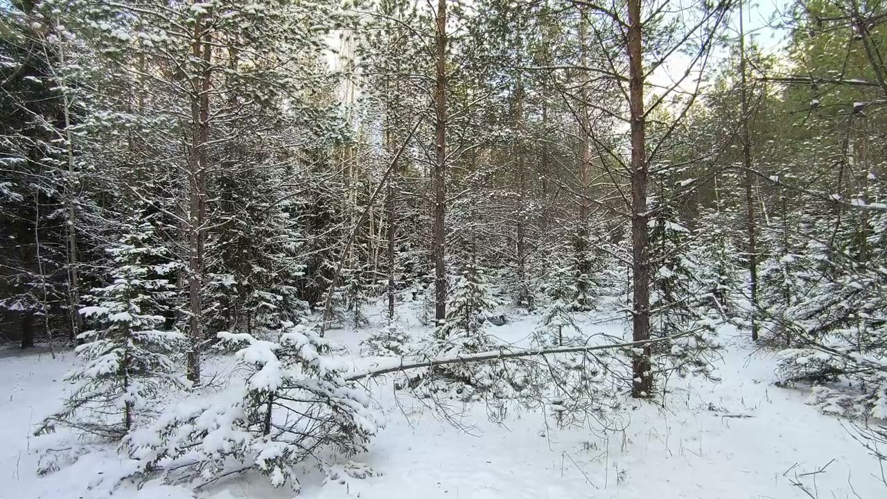 Snowy Forest. pt.4. December 2025