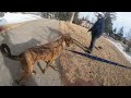 Dog walking in calgary feb 16 2022 part 2