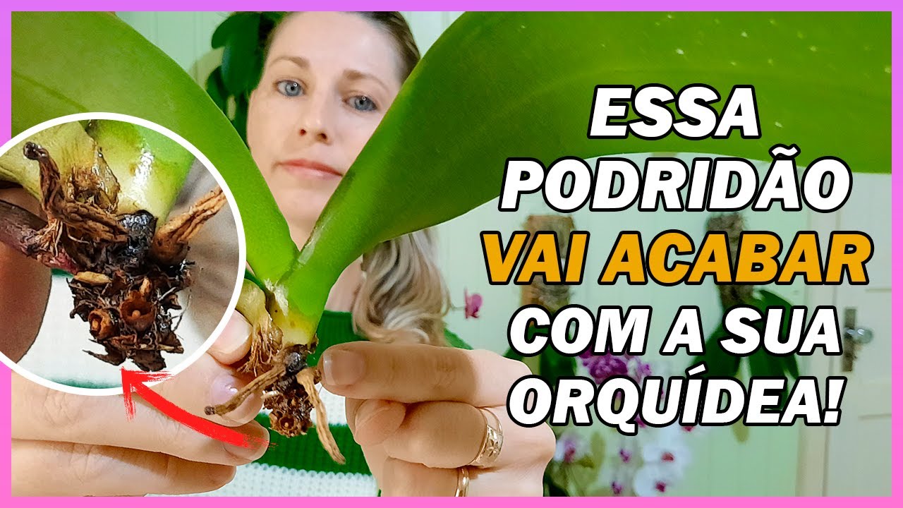 Como Salvar uma Orquídea Phalaenopsis sem Raízes e com Podridão