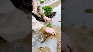 The process of pepper cultivation = good tools to increase efficiency