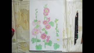 水彩色鉛筆で塗り絵（４２）タチアオイの花