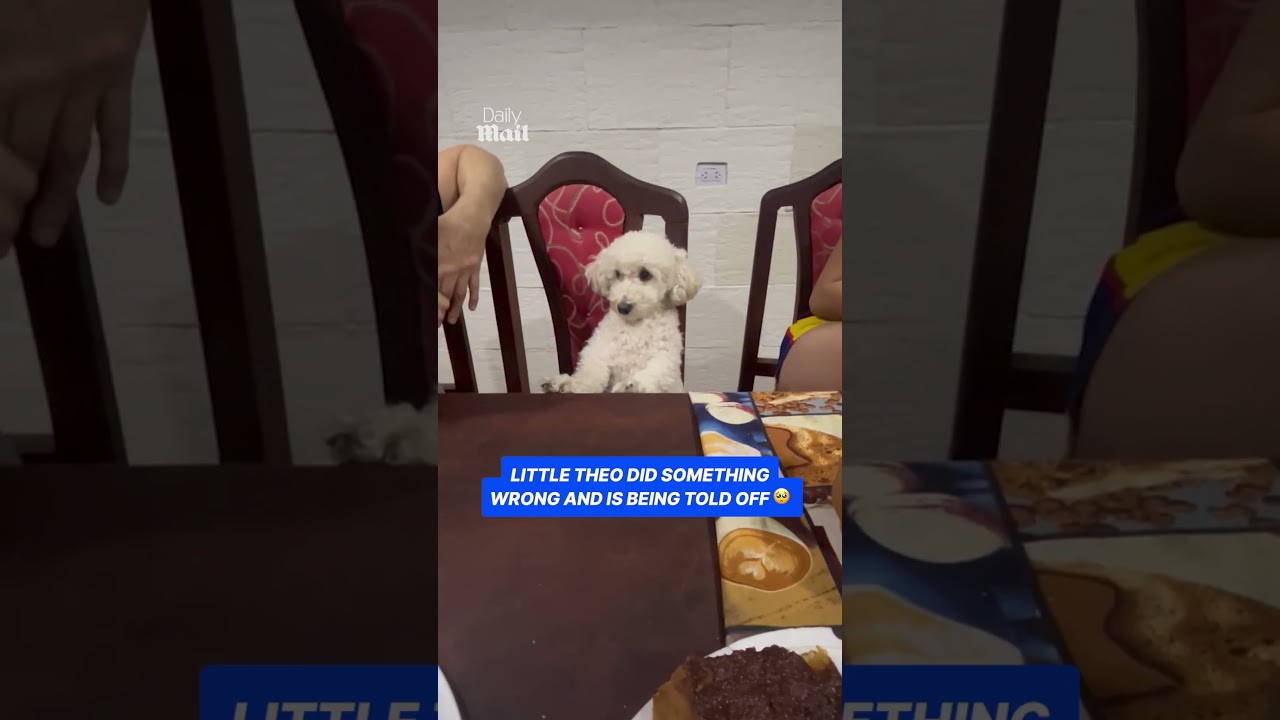 Little dog sits like a human while being scolded